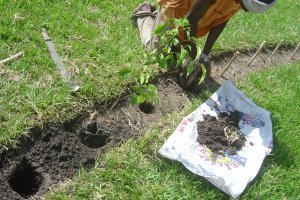 stringent setting out of design & planting