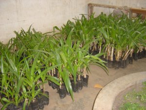 growing plants in our own nursery